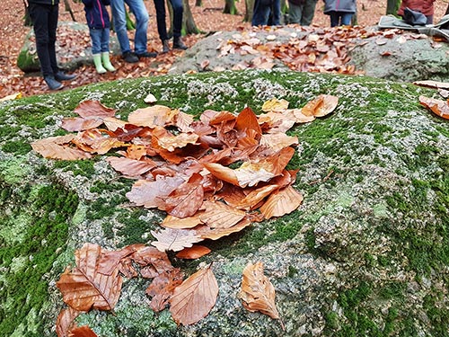 Herbstliche HANOMAG-Tour im Nationalpark Jasmund