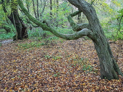 Herbstliche HANOMAG-Tour im Nationalpark Jasmund