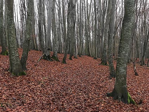 Herbst im Nationalpark Jasmund